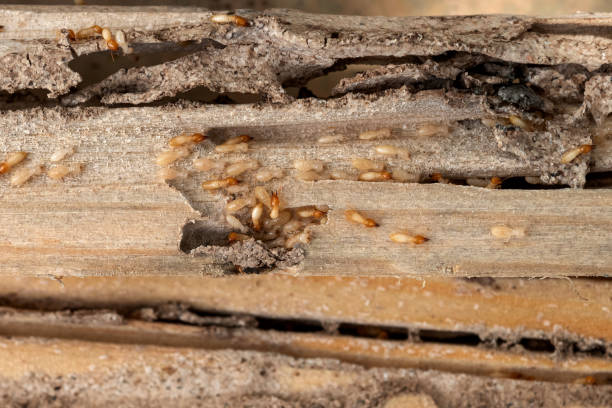 Professional Pest Control in Blountsville, AL