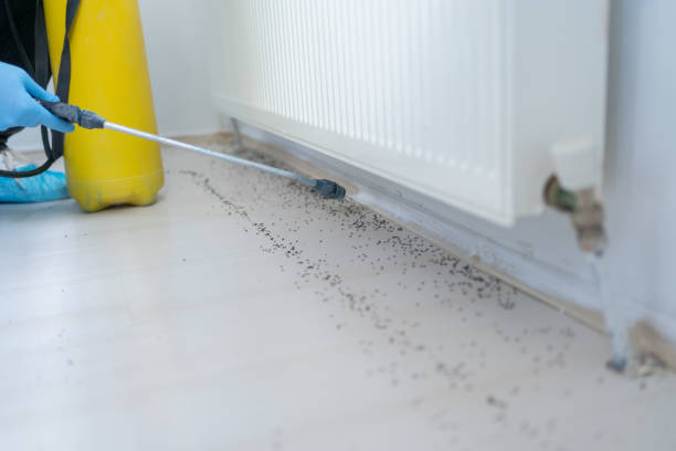Best Best Pest Control Companies  in Blountsville, AL