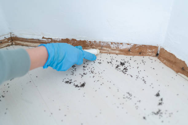Best Pest Removal Services  in Blountsville, AL